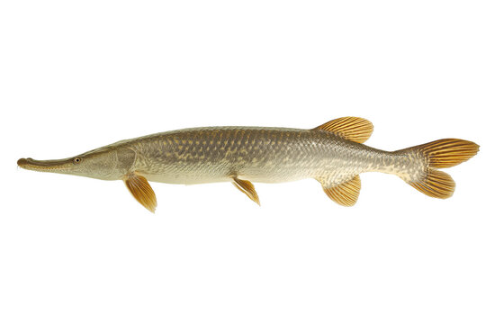 Gar Fish