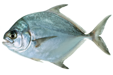 Silver Pompano Fish