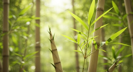 Lush green bamboo forest with young shoots and vibrant leaves, illuminated by soft sunlight filtering through the dense canopy, creating a serene and natural background.