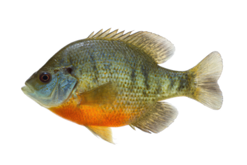 Pumpkinseed Sunfish