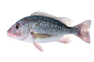Close-up of a Single Fish