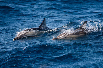 Fototapeta premium A dolphin glides just below the surface in clear, calm waters off the coast of Australia.
