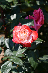 バラ「丹頂」 Rose 