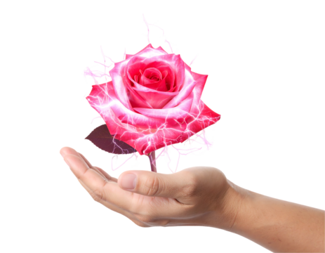 Pink Rose Levitating In Hand - Powered by Adobe