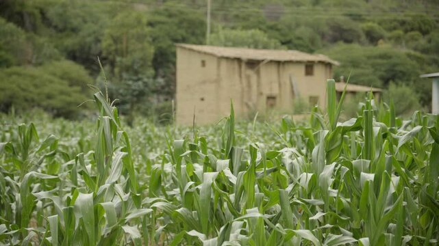 rural setting, an adobe house in the countryside surrounded by cornfields, in the valleys of Bolivia.