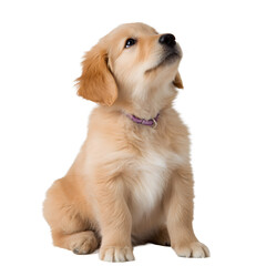 Fototapeta premium Adorable golden puppy with soft fur sitting and gazing upwards with curiosity. Cute and playful companion.
