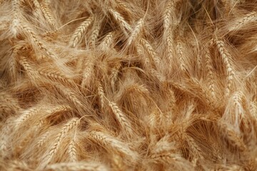 Fototapeta premium Close-up view of a dense wheat field.