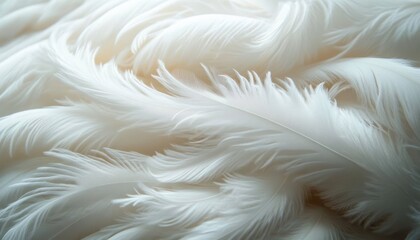 Obraz premium Close-up of soft white feathers layered delicately, conveying a sense of lightness and calm