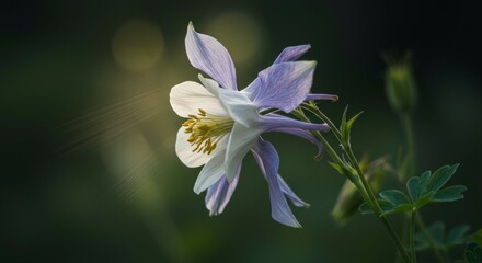 Delicate columbine blossom displaying ethereal beauty and intricate details