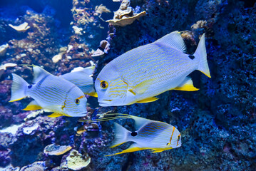 Three sailfin snappers swimming together inside a vibrant coral reef aquarium with strong lighting