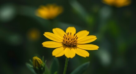 Fototapeta premium Detailed close up of a vibrant yellow creeping daisy against blurry backdrop