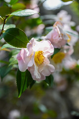 Bright red Camellia japonica flower in full bloom with double petals, Shanghai, China. Close-up view showing detailed texture of petals and yellow stamens against dark green glossy leaves