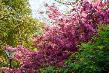 Obraz premium Loropetalum chinense shrub with deep purple leaves and unique strap-shaped flowers, a member of the witch-hazel family Hamamelidaceae