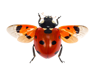 Red Ladybug With Wings Isolated Against Black