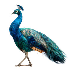 Obraz premium Striking peacock with vibrant plumage, showcasing brilliant blues and greens against a dark background.