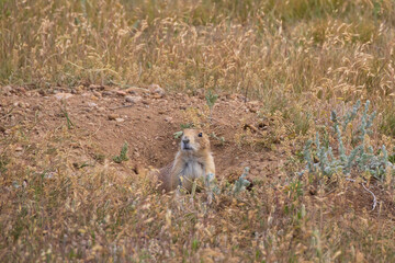 Prairie dog coming out of a burrow