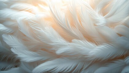 Obraz premium Close-up of soft, delicate white feathers illuminated by warm, gentle light creating a serene and peaceful atmosphere