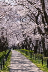 権現堂桜堤　幸手市