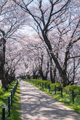 権現堂桜堤　幸手市