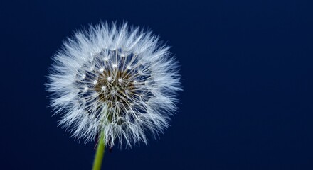 Obraz premium Close-up of a Delicate Dandelion Seed Head Against a Deep Blue Background Nature's Ephemeral Beauty