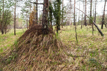 A large ant mound is nestled beside a pine tree in a lush forest clearing, surrounded by grass and trees under a cloudy sky, capturing the essence of natural woodland life.