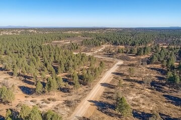 Aerial view of a dirt road winding through a pine forest.