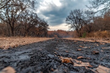 Charred forest road after a wildfire.