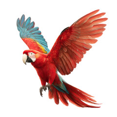 Obraz premium Scarlet Macaw in Flight: A vibrant bird with red, blue, and yellow feathers soaring on black background.