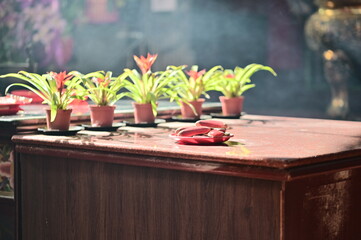 On a wooden altar, divination blocks are illuminated by golden sunlight slicing through temple smoke. A tranquil moment filled with symbolic resonance and the quiet dignity of faith.