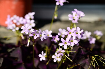 Beneath the soft glow of the afternoon sun, purple wood sorrel blooms quietly in an outdoor space next to a building, illustrating the subtle harmony between urban life and wild nature.