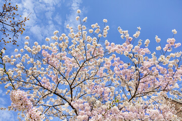Spring Cherry Blossoms on tree