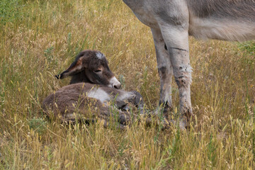 Burro with foal in a field
