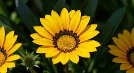Radiant gazania rigens blooms glowing under the spring sunlight in a botanical garden