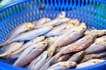 Freshly caught fish rest in a blue plastic basket, their scales shimmering under market lights....