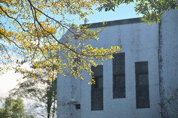 A simple tree, a weathered wall—both touched by morning light. Their quiet juxtaposition speaks of contrast, harmony, and the poetry of time.