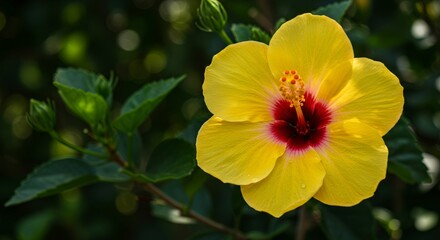 Obraz premium Radiant Yellow Hibiscus Blossom with Dark Red Center in Natural Setting