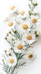 Fototapeta premium Delicate white chamomile flowers are elegantly arranged with green foliage against a bright background