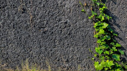 Dark Grey Wall with Lush Green Vine