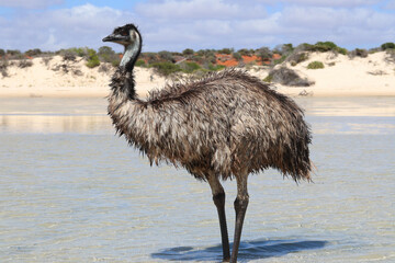 Emu (Dromaius novaehollandiae)