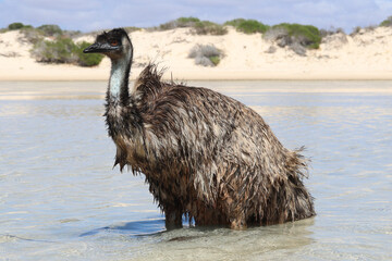 Emu (Dromaius novaehollandiae)