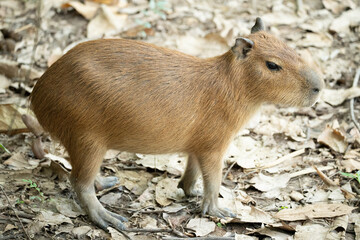 prairie dog in the zoo
