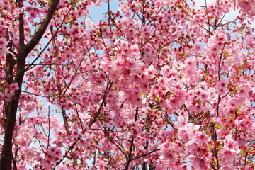 Close up of cherry blossoms in spring background. Tree branches of cherry tree with pink blossoms against the blue sky in a sunny day.