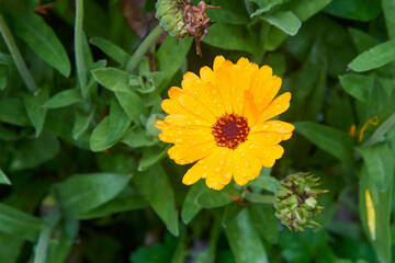 bright yellow pot marigold flower in natural garden background, daisy like ornamental blossom with vivid color, soft focus with copy space