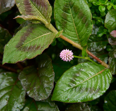 pale pink knotweed with its leaves, tiny spiky clustered flower found in roadside, soft focus with copy space