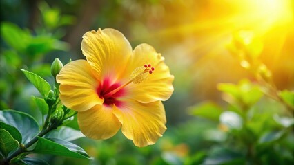 Fototapeta premium Close up shot of a stunning yellow hibiscus flower in a lush green garden with soft focus and warm lighting, flower power, elegance