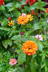 colorful zinnia elegans in garden, bright flowers with vivid colors and long lasting, soft focus...