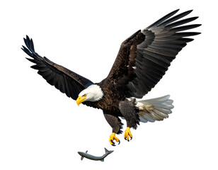Obraz premium Bald Eagle In Flight With Fish Prey
