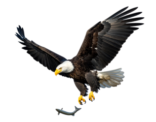 Bald Eagle In Flight With Fish Prey