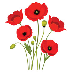Obraz premium Red poppies isolated on white background
