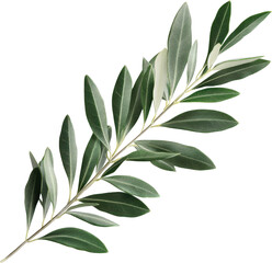 Obraz premium Olive Branch Symbol of Peace and Harmony